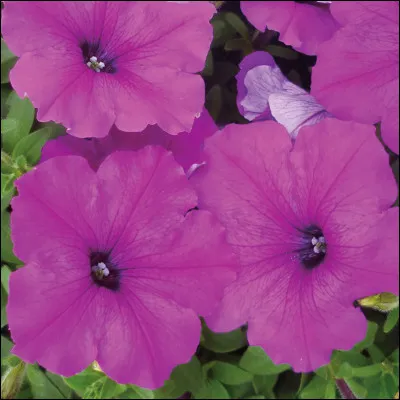 Quel type de fleur apercevons-nous ici ?