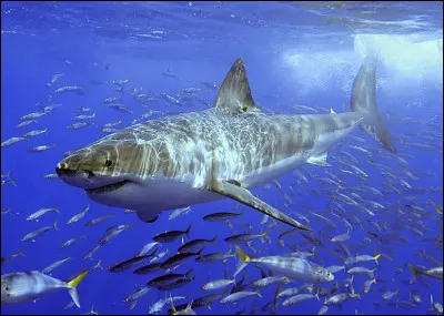 Le grand [re...in] blanc doit son nom à la couleur blanche de son ventre.