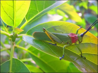 Le [cri...et] est un insecte sauteur.