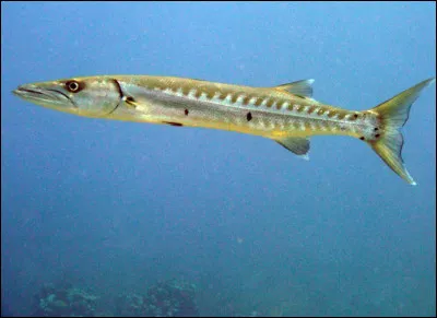 Le [barra...uda] est un poisson carnivore, il a une dentition puissante.
