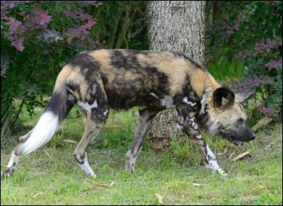 Le [ly...on] est un canidé qui vit en grandes meutes.