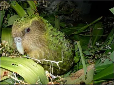 Quittons l'Australie pour aller en Nouvelle-Zélande et découvrir ce [perro...et] nocturne appelé [... ...po]