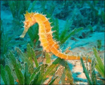 Ce poisson qui nage à la verticale est un [hippo...pe].