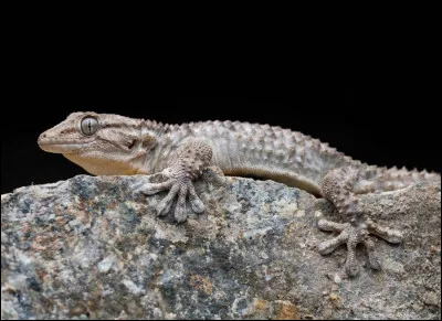 Grâce à ses pattes aux doigts spéciaux, le [ge...] peut s'accrocher et grimper un peu partout.