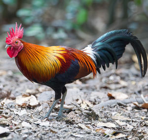 Quiz Animaux