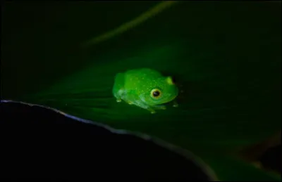 Les grenouilles sont des...
 (plusieurs réponses attendues)