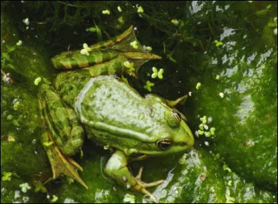 Quelle espèce de grenouille n'existe pas ?