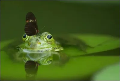 Quelle fable ai-je inventée sur le modèle de Jean de la Fontaine ?