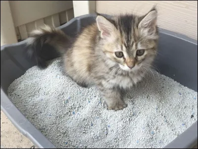 Comment se nomme cet animal ?