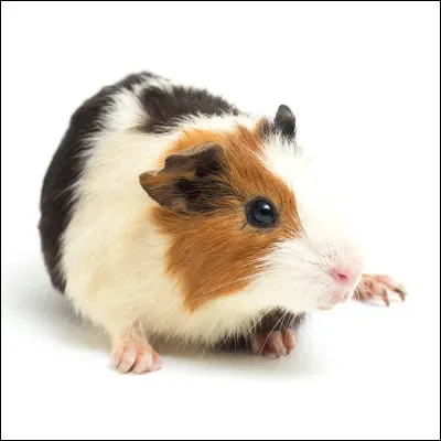 Comment se nomme cet animal ?