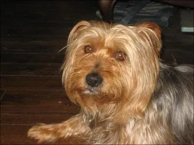 Gros yorkshire de 10 kg, en cherchant bien on peut voir sa photo dans le quizz biz, c'est :