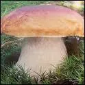 Quel est ce champignon ?