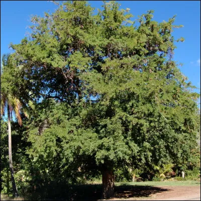 Quel arbre apercevons-nous ici ?