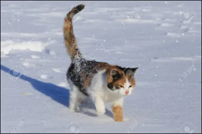 Les chats calicos (ou tricolores) sont tous des…