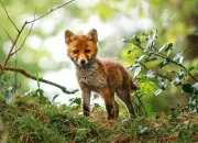 Test Quel canid es-tu ?