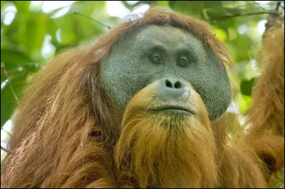 Sur quelle &icirc;le de l'oc&eacute;an Indien cet orang-outan &agrave; barbe vit-il ?