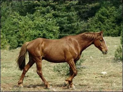 Le Barbe est une race de cheval ancienne originaire de quelle r&eacute;gion nord- africaine ?