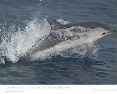 Quels sont ces types de groupes ?