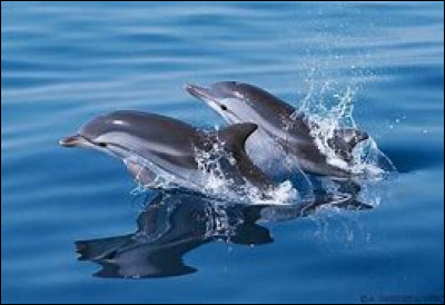 Quel est le nom scientifique du dauphin bleu ?