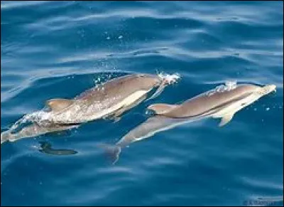 Quelle est la famille du dauphin bleu ?