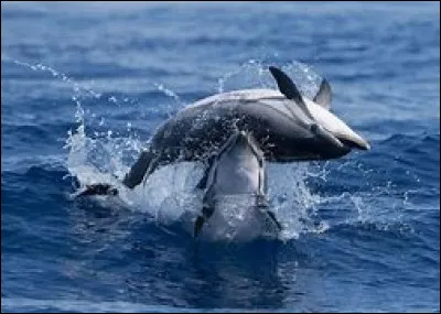 En moyenne, quelle est la longévité d'un dauphin bleu et blanc ?