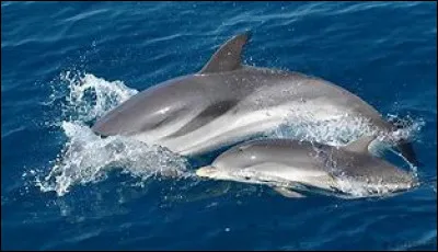 Quel est le statut de conservation du dauphin bleu et blanc ?