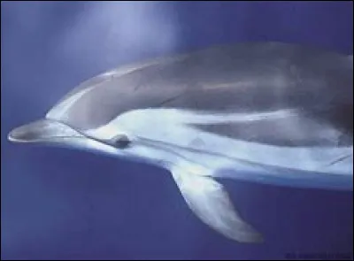 Ce dauphin est particulièrement sociable.