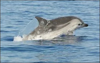 Quelle est la vitesse maximale que le dauphin bleu et blanc peut atteindre ?