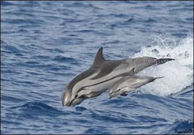 Le dauphin bleu et blanc est une espèce menacée.