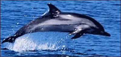 Il fait partie des espèces les plus abondantes parmi les cétacés.