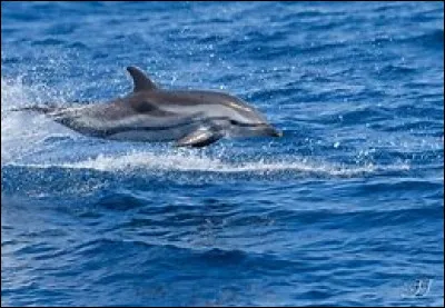 Combien distingue-t-on de types de groupes ?