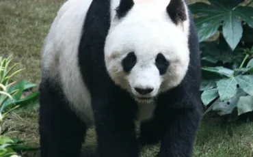 Quiz Animaux