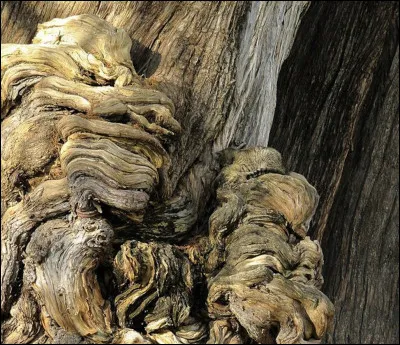 Trouvez l'animal caché !