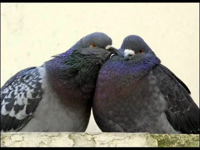 À quel auteur-interprète doit-on le titre "Les Deux pigeons" ?