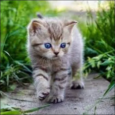 As-tu un animal de compagnie ?