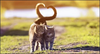 Laquelle de ces qualités est, pour toi, essentielle dans une bonne amitié ?