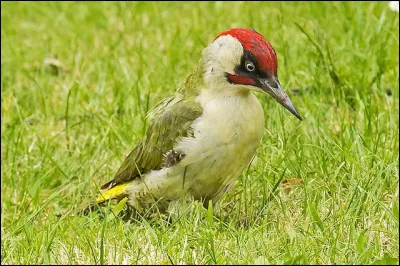 Quel est cet oiseau ?