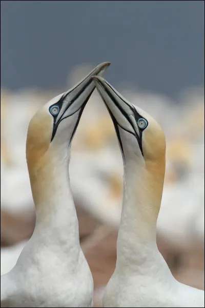 Quel est cet oiseau ?