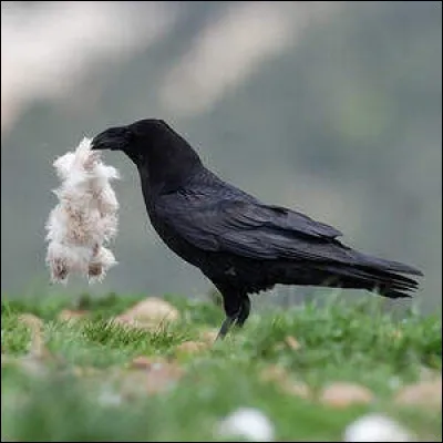 Quel est cet oiseau ?