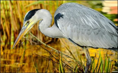 Quel est cet oiseau ?