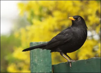 Quel est cet oiseau ?
