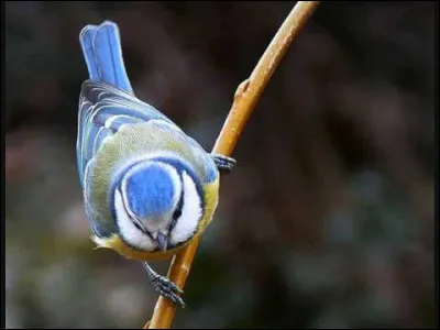 Quel est cet oiseau ?
