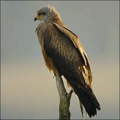 Quel est cet oiseau ?