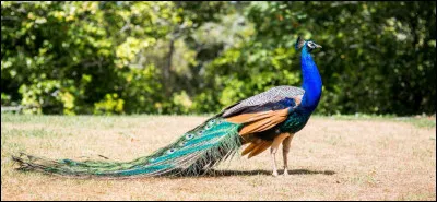 Quel est cet oiseau ?