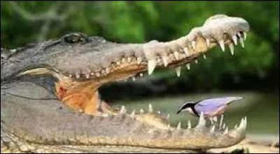 Lequel de ces oiseaux entre dans la gueule des crocodiles afin de se nourrir en récoltant la nourriture coincée sur leurs dents ?