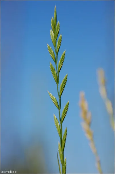 En médecine, qu'appelait-on témulence ?