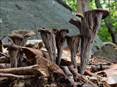 Quels sont ces champignons ?