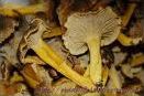 Quiz Champignons