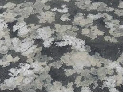 À quel moment de la journée prélève-t-on généralement la fleur de sel ?