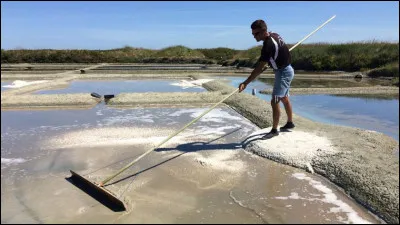 Quel est le nom de l'ouvrier qui récolte le sel dans les marais salants ?
